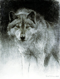 Wolf Sketch