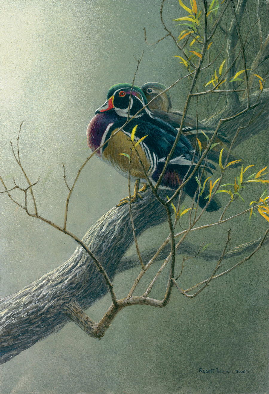 Wood Duck Pair in Willow