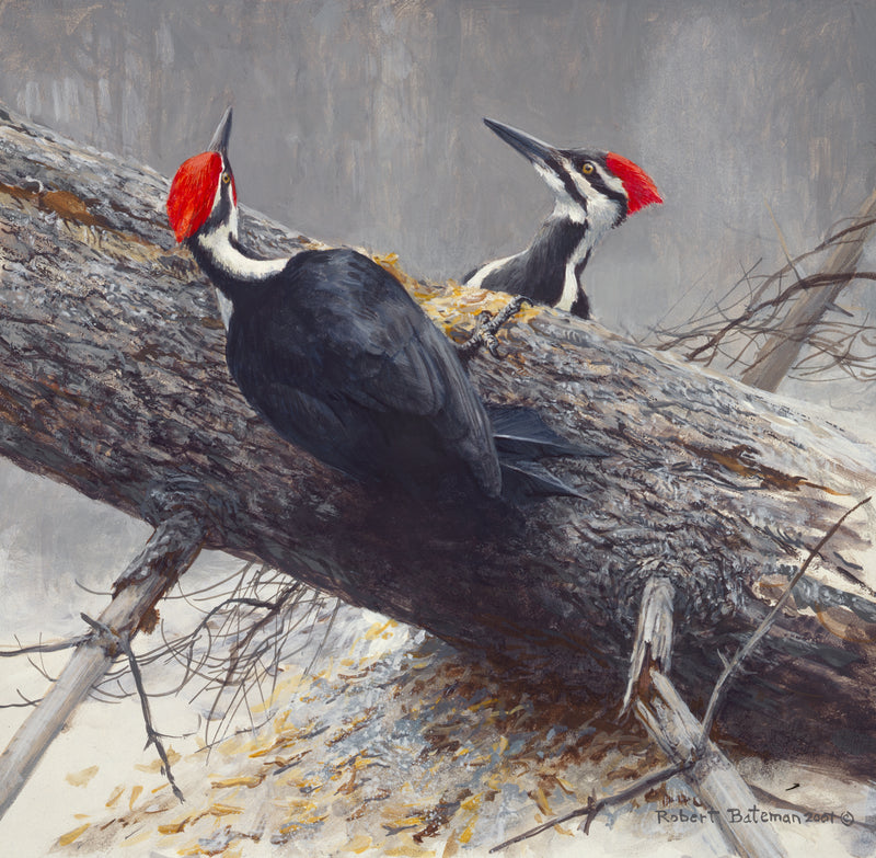 Woodworkers - Pileated Woodpeckers
