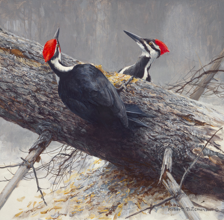Woodworkers - Pileated Woodpeckers