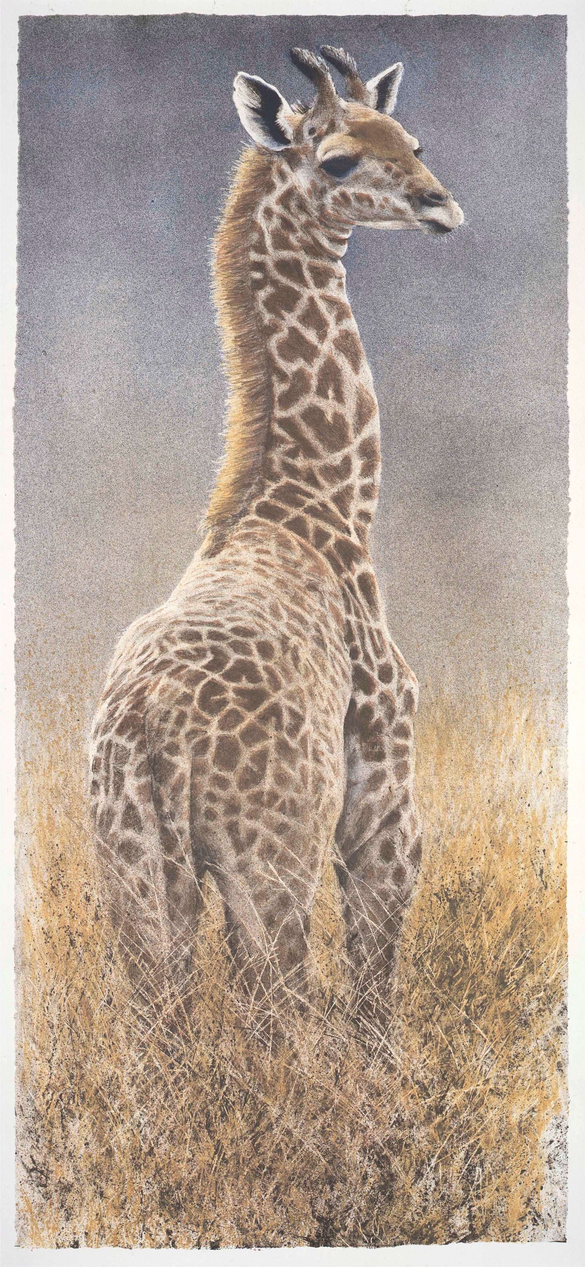 Young Giraffe