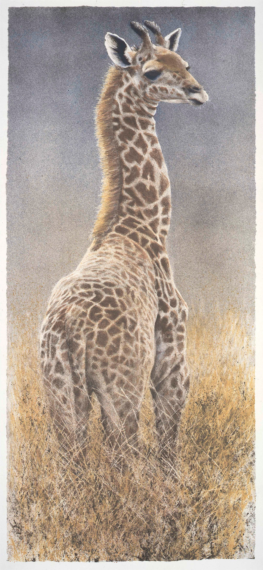 Young Giraffe