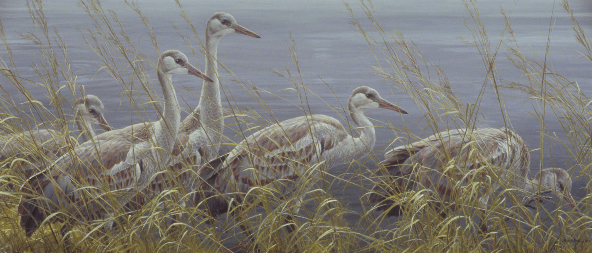 Young Sandhill Cranes