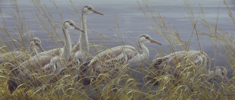 Young Sandhill Cranes