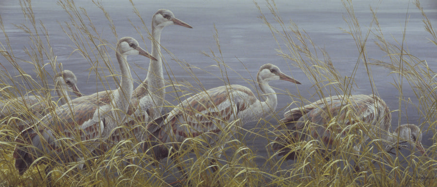 Young Sandhill Cranes