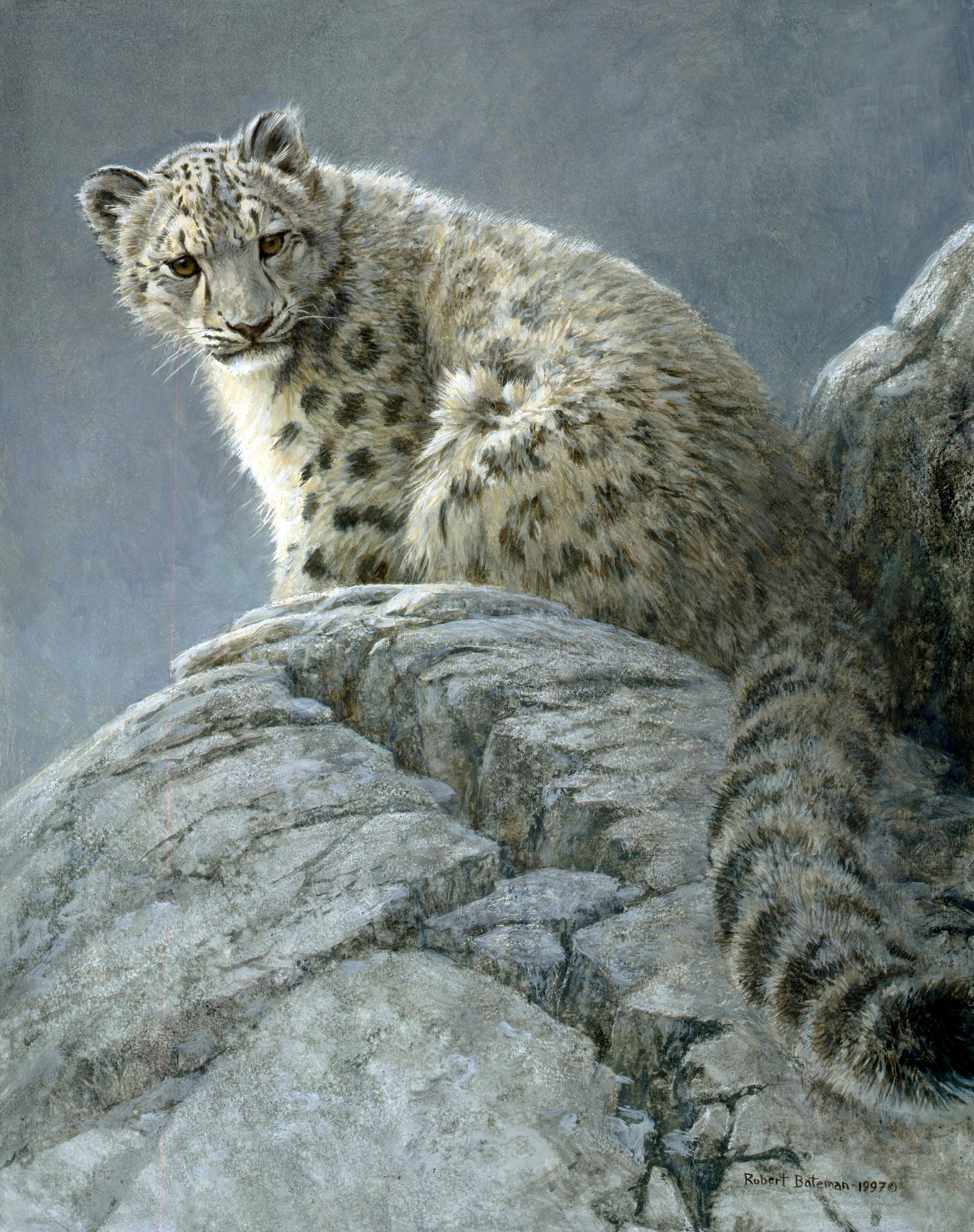 Young Snow Leopard