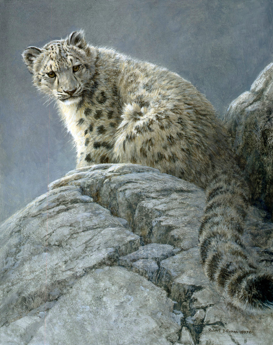 Young Snow Leopard