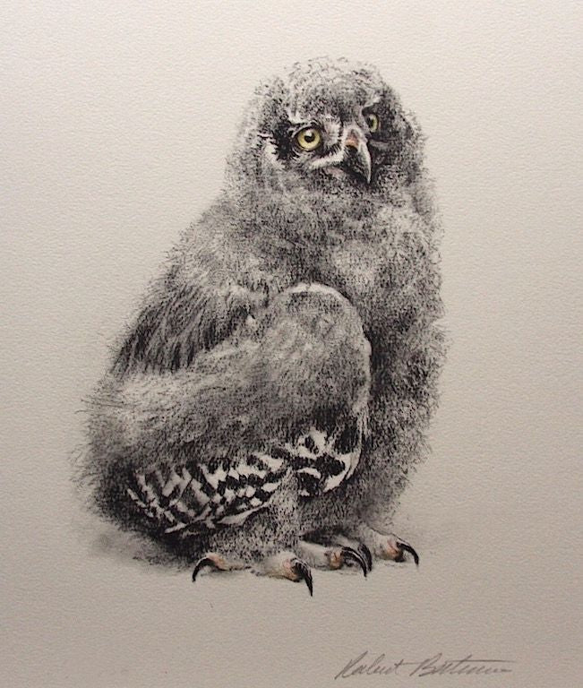 Young Snowy Owl